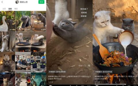 猫咪慢生活短视频如何靠AI搞笑萌宠赛道变现？视频号分成、精选独家、伙伴计划与商单收徒一篇讲透